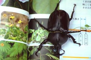 楽しく遊べると話題の犬のおもちゃ