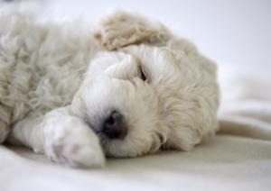 サイトでは可愛らしいマンチカンが見られます