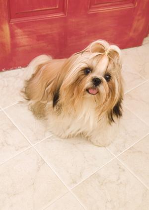 ティーカッププードルも人気のブリーダー