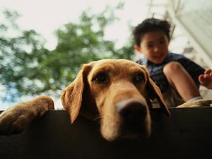 あざみ野駅付近の動物病院について