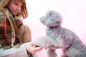 ペット保険猫の為の保険ならau損保