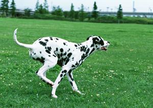 ビションフリーゼも扱うブリーダーのお店