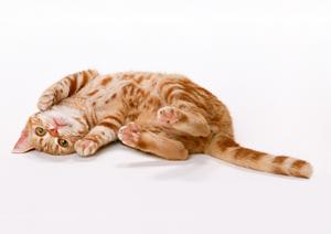 満足度の高い安心で人気のペット保険