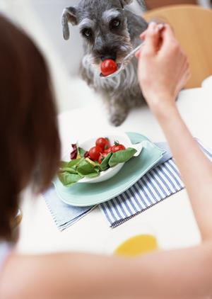 犬用品も渋谷のハイセンスなセレクトショップで
