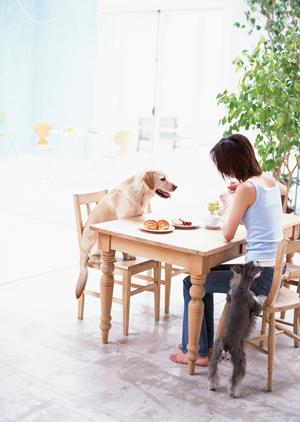 ケージレスペットホテルは安全で快適