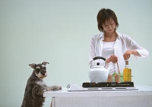 可愛い仔犬を家族に迎えたい人は