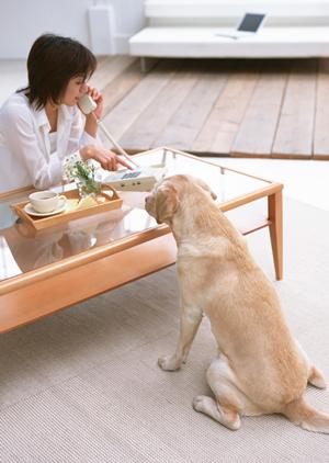 愛犬の健康を守る！最適な療法食の選び方とおすすめ商品ガイド